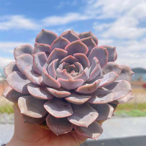 精品萌多肉 菲欧娜 大单头 颜色粉红色 云南昆明大棚实拍