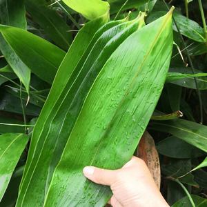 江西农家现采野生新鲜粽叶清香端午节粽叶箬竹叶100片包邮非商用