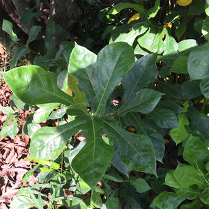 900人付款淘宝新鲜水照影椰子香味野菜农村清热煲汤材料