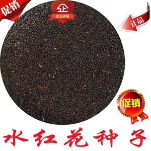 优质新产 水红花籽 水红花种子 蓼实子 水荭草子 水红花 红花种子
