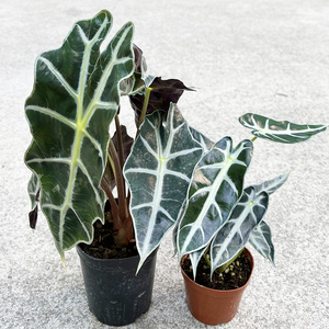 小仙女盆栽黑叶竹芋大仙女盆栽室内客厅办公桌吸甲醛净化空气绿植