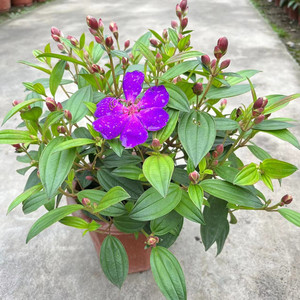紫牡丹盆栽巴西野牡丹花苗室外庭院阳台耐热四季开花花期长易养护
