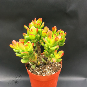 多肉植物  招财猫老桩群 阳台庭院创意盆栽吸甲醛 防辐射15cm盆