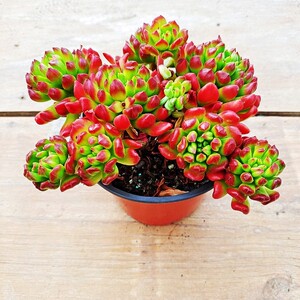 红灯笼群生多头多肉植物老桩室内阳台好养花卉l绿植盆栽云南盆景