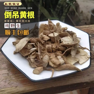 黄花远志茶