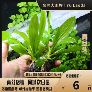 余老大青旦头水族箱鱼缸造景水草阴性草沉木后景云南新手易活