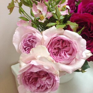 伊芙芳香喷泉 纯伊芙系列浓香切包月季花苗盆栽四季花卉扦插小苗