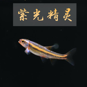 紫光精灵观赏鱼活体小型热带鱼草缸群游可与红绿灯宝莲灯混养鱼