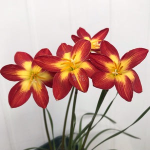 包邮炽热的爱风雨兰炽热的爱胖丽丽风雨兰