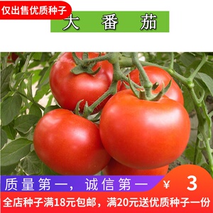 番茄种非转基因