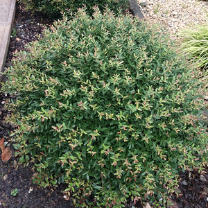 虹越冬青先令盆栽容器苗球形树苗花境植物耐寒耐修剪抗病庭院植物