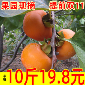 水果脆柿子新鲜应季脆甜不涩硬柿子5斤巧克力柿广西恭城柿子10斤