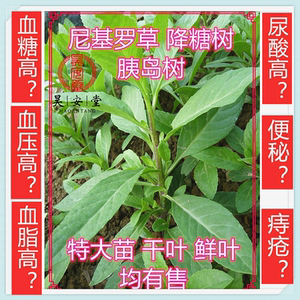 尼基罗草白冬枫胰岛树降糖树降压树大苗 干叶茶 2周期使用更好