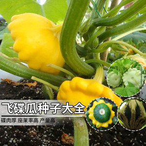 飞碟瓜种子种籽玩偶南瓜春季盆栽碟观赏瓜种孑食用观光园楼顶庭院