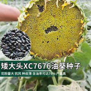 中早熟矮大头xc7676油葵种子矮杆葵花籽高产高油榨油向日葵籽种孑