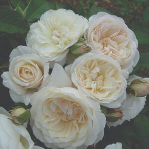 柏姬 p11盆灌木月季 白色纽扣眼花心 株型小巧 老园丁庭院盆栽