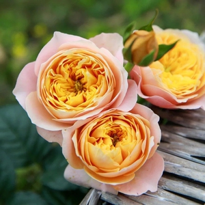 金色珊瑚心温柔珊瑚心中苗  直立粗壮 耐热 老园丁庭院月季盆栽