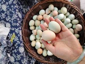 湖南土特产 山林散养土鸡蛋 50个装包邮 绿壳土鸡蛋 自然黄土鸡蛋