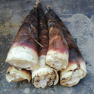 四川春笋新鲜雷笋新鲜现挖火锅油焖笋四川野生斑竹笋鲜笋5斤包邮