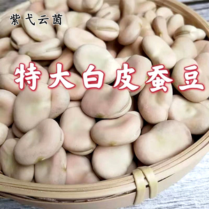 日本大白皮蚕豆种子农家自种胡豆高产耐寒白皮生蚕豆大粒种子包邮