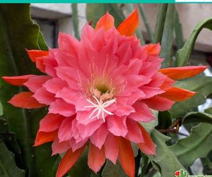 令箭荷花   美国女孩    15厘米以上有根苗   字母哥花花包对版