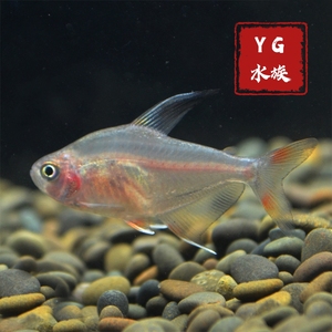 红大勾扯旗 红尾大勾鱼 新大勾扯鳍草缸群游鱼活体淡水热带观赏鱼