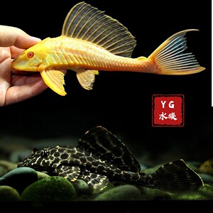 黄金女王清道夫鱼 豹纹清道夫鱼 女皇女王大帆金龙鱼搭配观赏鱼