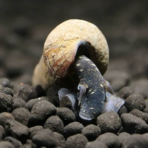 苏拉威西 橙兔螺 巧克力螺 黑兔螺满天星螺 苏螺 胎生兔螺观赏螺