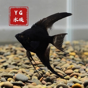 000人付款淘宝阿凡达烟熏神仙鱼燕鱼熊猫埃及神仙金头墨燕黑仙热带鱼