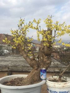 连翘盆景老桩连翘苗子阳台室内开花易养耐寒耐阴耐干迎春