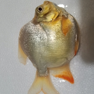 红眼白子银板大白鲳新手混养好养淡水宠物鱼热带鱼观赏鱼鱼苗包邮