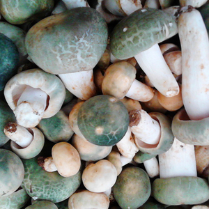 1斤顺丰包邮2021年云南特产食用菌新鲜青头菌绿豆菌绿头菌