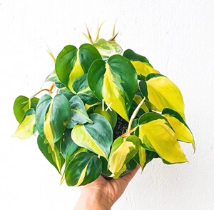 花叶杏叶藤/philodendronbrazil,网红绿植