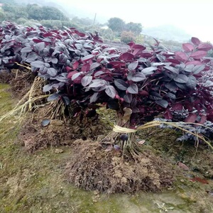 红花继木红叶石楠栀子花树苗球庭院工程别墅篱笆绿化绿篱色块小苗