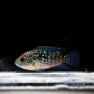 马洛瞳2014淘宝银河星钻鱼银河战舰鱼麦格纳夜明珠鱼非洲马达加斯加