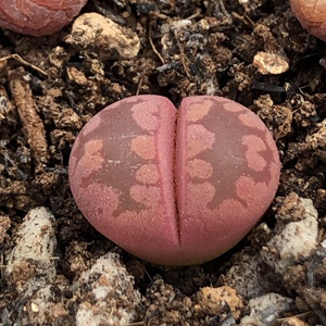 紫大津绘生石花