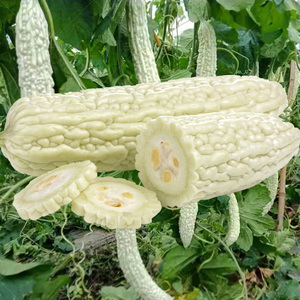 蓝山大白苦瓜种子 早熟 白苦瓜种 抗病 耐热 高产四季 苦瓜种籽