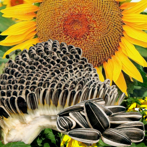 蔬果种向日葵种籽向日葵种孑食用特大太阳花向日葵种瓜子葵花籽种
