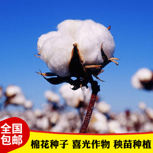 棉花种子包邮