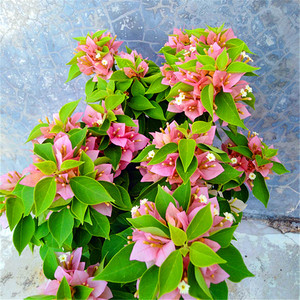 斑叶塔橙三角梅 盆栽勤花叶子花 阳春花卉庭院窗台绿植簕杜鹃花苗