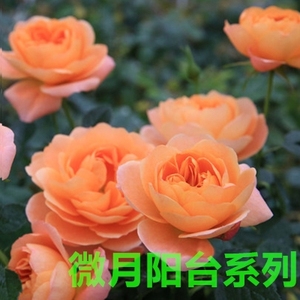微型阳台系列月季小苗耐寒小月季四季开花庭院玫瑰盆栽花苗