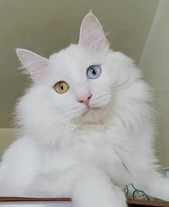 仙女狮子猫临清狮子猫幼崽异瞳狮子猫活体蓝眼狮子猫狮子猫活体