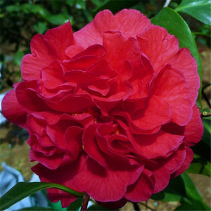 【哈罗德茶花】哈罗德茶花品牌,价格 - 阿里巴巴