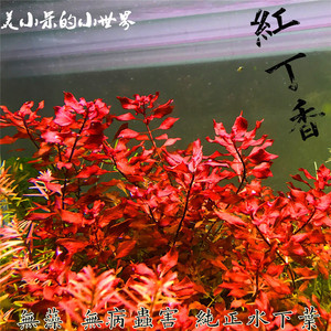 紫红玫瑰紫红丁香中后景水草造景鱼缸植物活体水族箱水草丁香水草