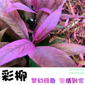 彩柳活体水草柳叶类大柳红柳黄金柳青柳中后景草鱼缸造景水草植物