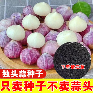 紫皮独头蒜种籽正品蔬菜种子四川大头蒜种子新品独头大蒜种子大全