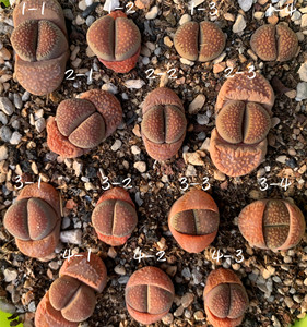 生石花c258 紫色品种 臼典玉 二年 一物一拍 王军军园艺