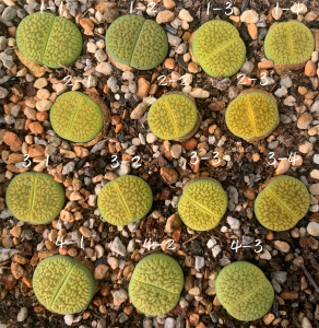 生石花绿富贵×绿光阳 annarosa*c48a 二年一物一拍 王军军园艺