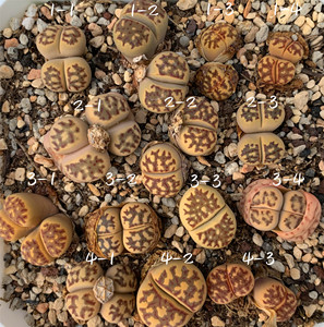 生石花丽虹玉 17/09秋播  一物一拍 王军军园艺