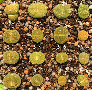 生石花 一箭之遥 绿箭 二年 一物一拍 王军军园艺